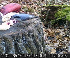 Sitta europaea europaea