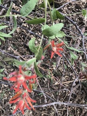 Castilleja disticha