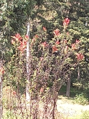 Castilleja tenuiflora
