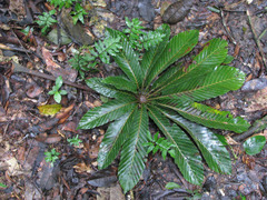 Cecropia sciadophylla