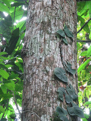 Cedrelinga cateniformis