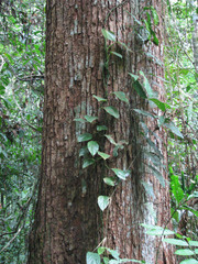 Cedrelinga cateniformis