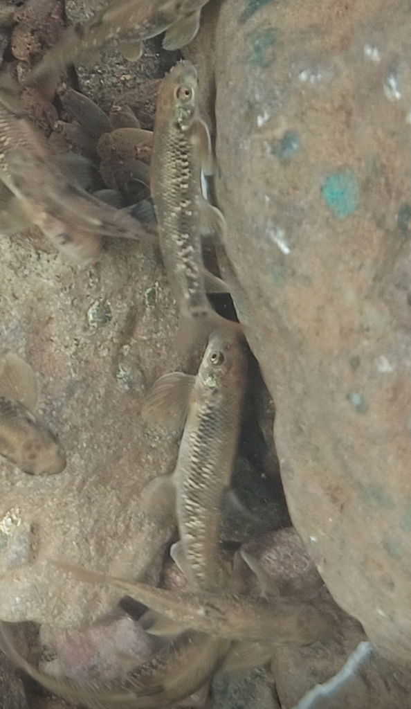 Khandalla Minnow