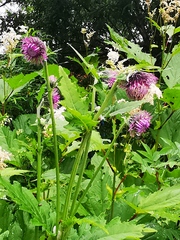 Cirsium kamtschaticum
