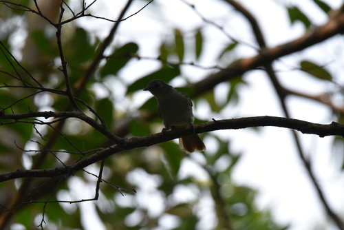 iNaturalist image