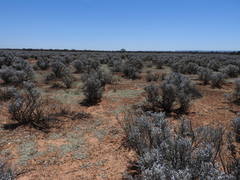 Xanthoparmelia convoluta