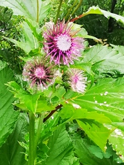 Cirsium kamtschaticum