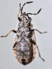 Nysius raphanus