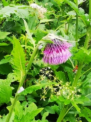 Cirsium kamtschaticum
