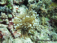 Euphyllia glabrescens