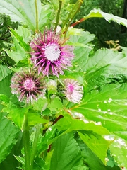 Cirsium kamtschaticum
