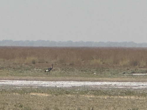 Gray Crowned-Crane