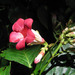Capirona macrophylla - Photo (c) Paul Donahue, algunos derechos reservados (CC BY-NC), subido por Paul Donahue