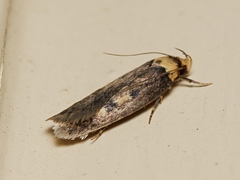 Sphyrelata nefanda