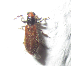Enopliinae