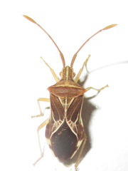 Cletoliturus lituripennis