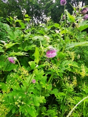 Cirsium kamtschaticum