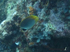 Chaetodon adiergastos