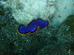 Pseudoceros ferrugineus