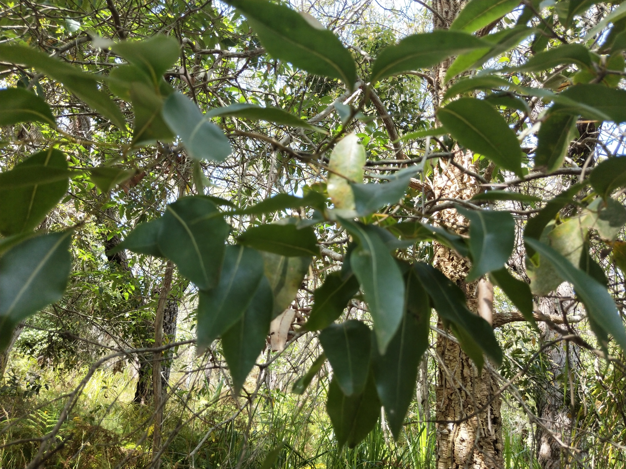 Endiandra