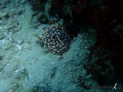 Euphyllia cristata