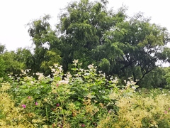 Filipendula camtschatica