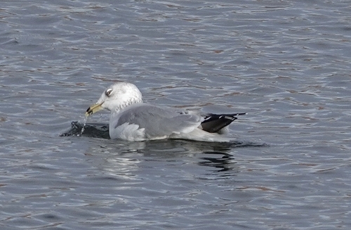 Ring-billed Gull photographed in Nebraska