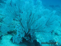 Melithaea