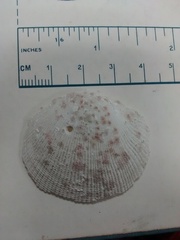 Codakia orbicularis image