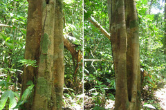 Aspidosperma