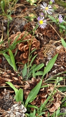 Symphyotrichum spathulatum
