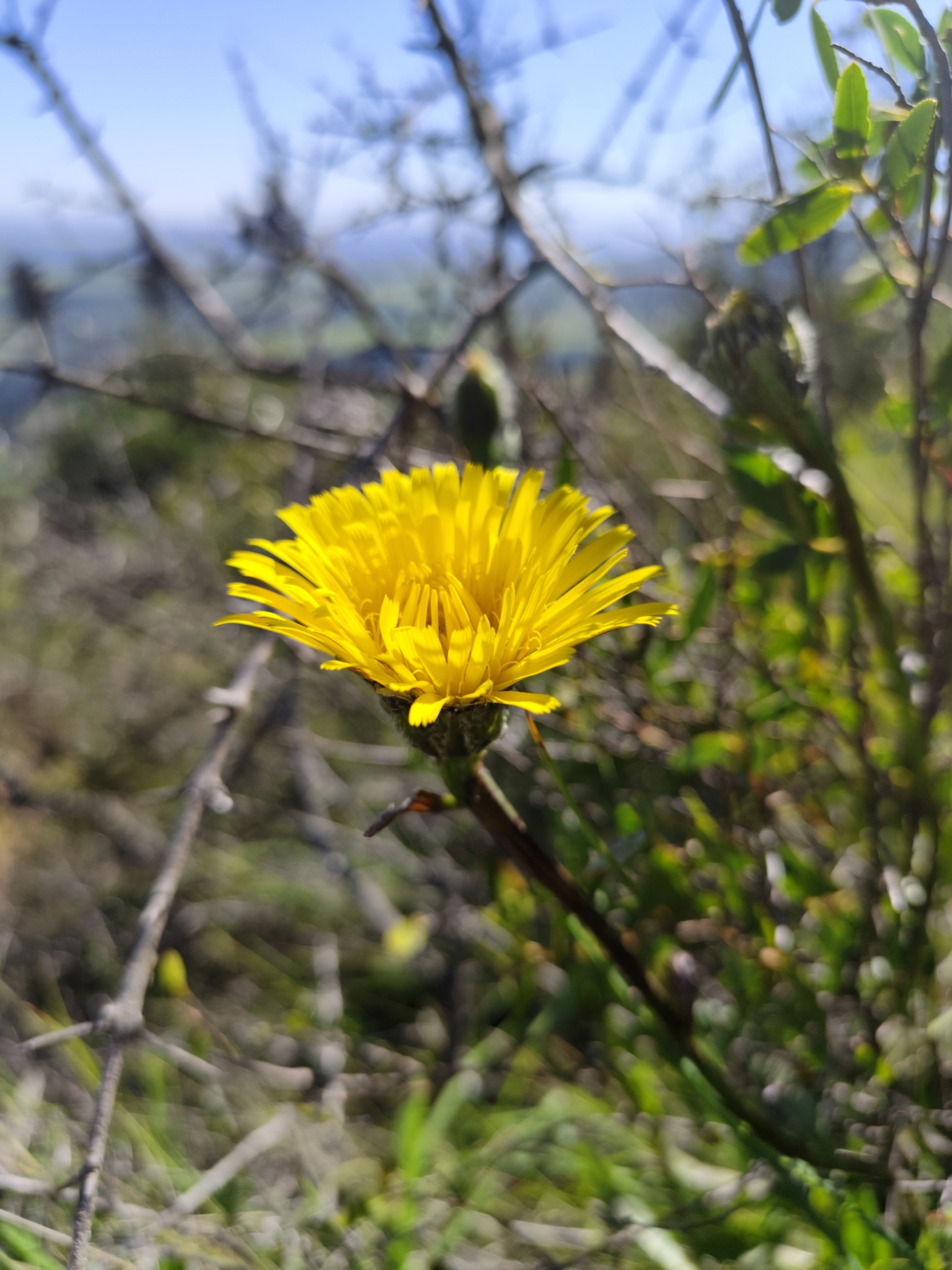 Hierba del halcón