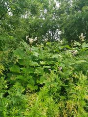 Filipendula camtschatica