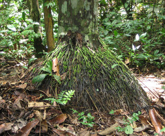 Oenocarpus