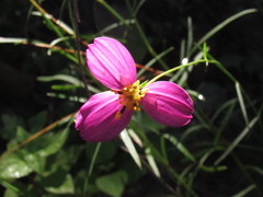 Cosmos crithmifolius
