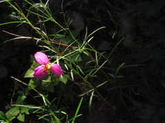 Cosmos crithmifolius