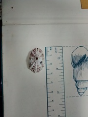 Fissurella barbadensis