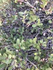 Quercus vacciniifolia