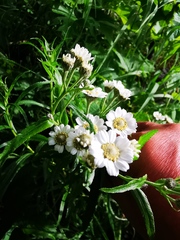 Achillea alpina camtschatica