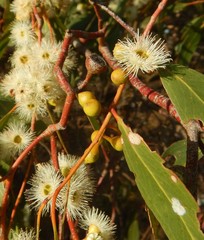 Eucalyptus leucoxylon