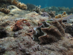 Tridacna noae