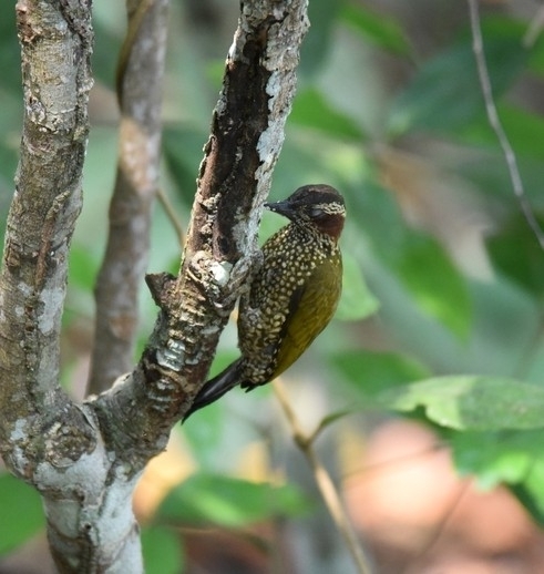 Pardipicus