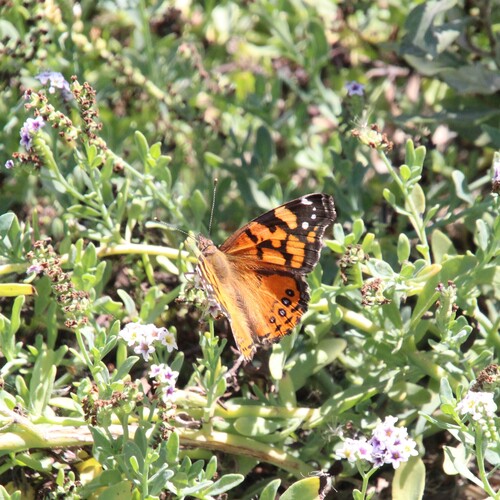 iNaturalist observation photo of West Coast Lady