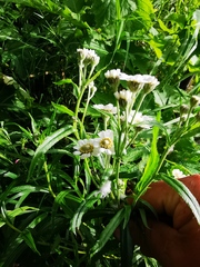 Achillea alpina camtschatica