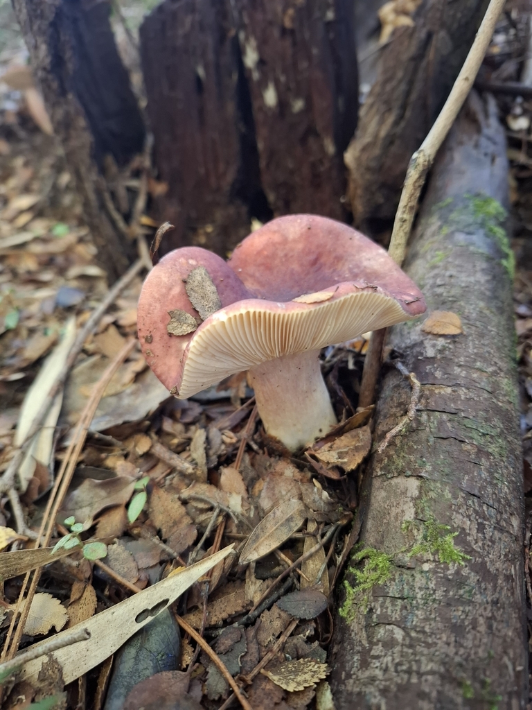 Russula sardonia · June 2025 · photo: © cecili_v (iNaturalist, cc-by-sa)