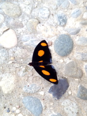 Catonephele numilia esite