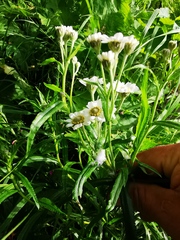 Achillea alpina camtschatica