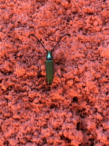 Litopus aequabilis