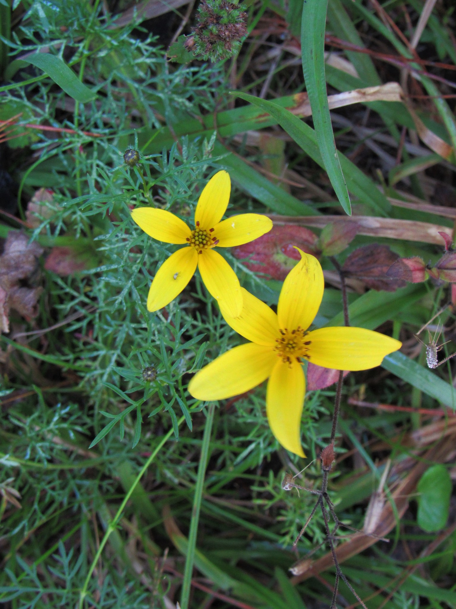 Bidens triplinervia · iNaturalist