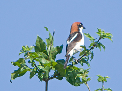 Lanius senator senator